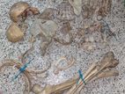 semi-full bones for BDS and MBBS