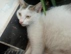 Semi Mix Breed Cat 2years Old.(pregnent)