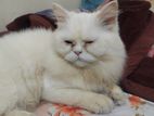 semi puanch Persian cat