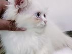 Semi Punch Blue Eyes Pure Persian Kitten