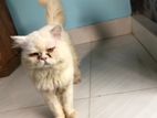 semi punch face persian