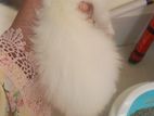 semi punch female Persian kitten