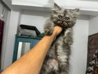 Semi punch persian cat
