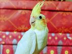 Semi Tame Lutino Cockatiel Baby