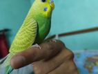 সেমি টেইম বাজরিগার পাখি (মেইল)