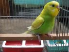 সেমিএডাল্ট বাজরিগার পাখি ( 2 male ) for sell