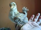 Serama Chicken baby