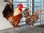 Serama Chicken
