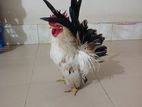 Serema Murgi