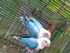 SF blue opaline lovebird
