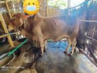 শাহি ওয়াল ষাড়