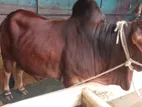 Cow For Sell