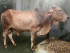 শাহীওয়াল গরু