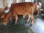 শাহীওয়াল সার বাচ্চা