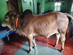 শাহিওয়া ষাড় বাচ্চা