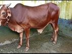 শাহিওয়াল ষাঁড়