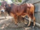 শাহিওয়াল ষাঁড় গরু বিক্রয় cow for sale