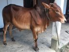 শাহিওয়াল ষাঁড় গরু