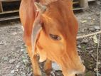 শাহিয়াল জাতের ডেকা গরু