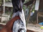শাহরানপুরী মাদি