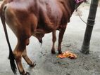 Shahiwal Cow For Sale