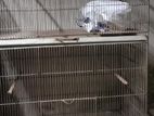 Bird cage for sell