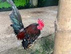 Sharama Chicken