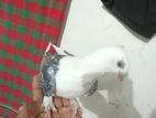 shartin pigeon