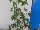 শ্বেত শিমুল তুলার গাছ