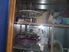 Shegun kather showcase for sale