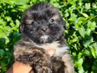 Shih Tzu Cross Breed Dog