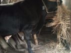 Shihab Cattle Agro Farm