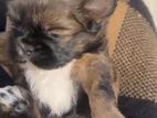 Shihtzu Puppies