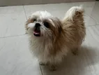 Shihtzu Small Dog Puppy