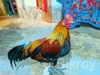 শিকারি মোরগ