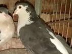 Shiraji Pigeon
