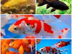 Shirmp/platy/gold Fish