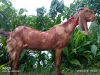 শিরোহি ওরজিনিয়াল রামছাগল