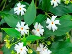 শিউলি গাছ- মিরপুর-আগে পোষ্ট পড়ুন।