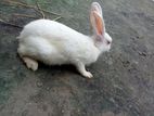 Rabbit for sell