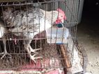 মুরগি বিক্রি হবে