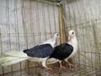 কবুতর বিক্রি করা হবে