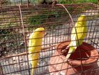 Budgerigar for sale