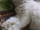 Short coat persian male cat