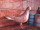 Bird for sell