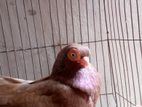 Short face pigeon