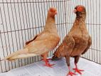 Short Face Pigeon
