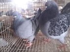 Show king running pair