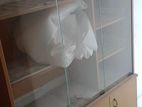 Showcase for sell