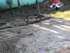 শরালি মুরগি